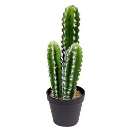 Cactus in Vaso di Plastica 12,6X38 cm