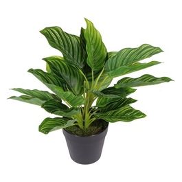 Calatea Real Toch in Vaso 21X30 cm Nero