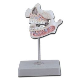 Dentatura Giovanile 1 pz.