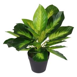 Dieffenbachia in Vaso 20X30 cm Nero