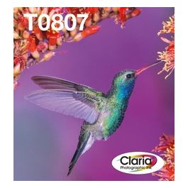 Multipack Ink Colibri T0807
