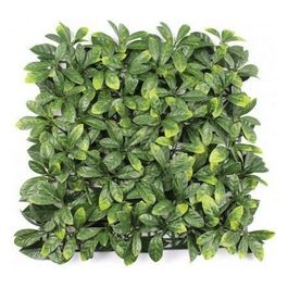 Evergreen X4 Lauro Finta Siepe Ceraso Plus 50X50 EG48658