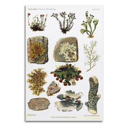Poster su Tela Natura Licheni Invernali 50 x 75 cm
