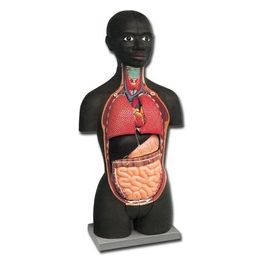 Mini Torso - Africano - 16 Parti 1 pz.