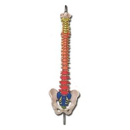 Mod. Colonna Vertebrale Con Codice Colori 1 pz.