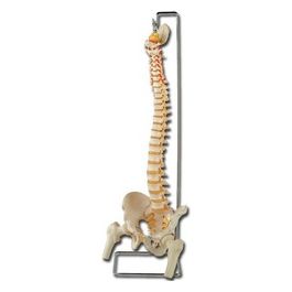 Mod. Colonna Vertebrale Con Femori 1 pz.