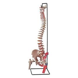 Mod. Colonna Vertebrale Con Femori + Muscolatura 1 pz.