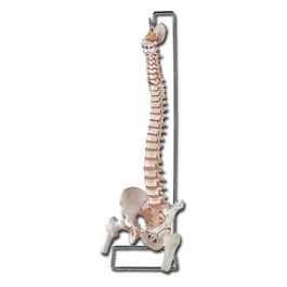 Mod. Colonna Vertebrale Con Femori + Osso Sacro 1 pz.