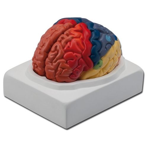 Modello Cervello - 1X 1 pz.