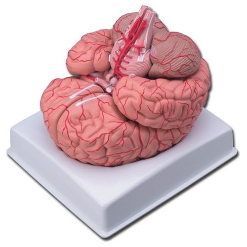 Modello Cervello Con Arterie - 9 Parti 1 pz.