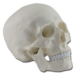 Modello Cranio - 3 Parti - 1X 1 pz.