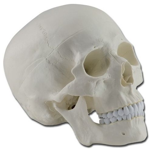 Modello Cranio - 3 Parti - 1X 1 pz.