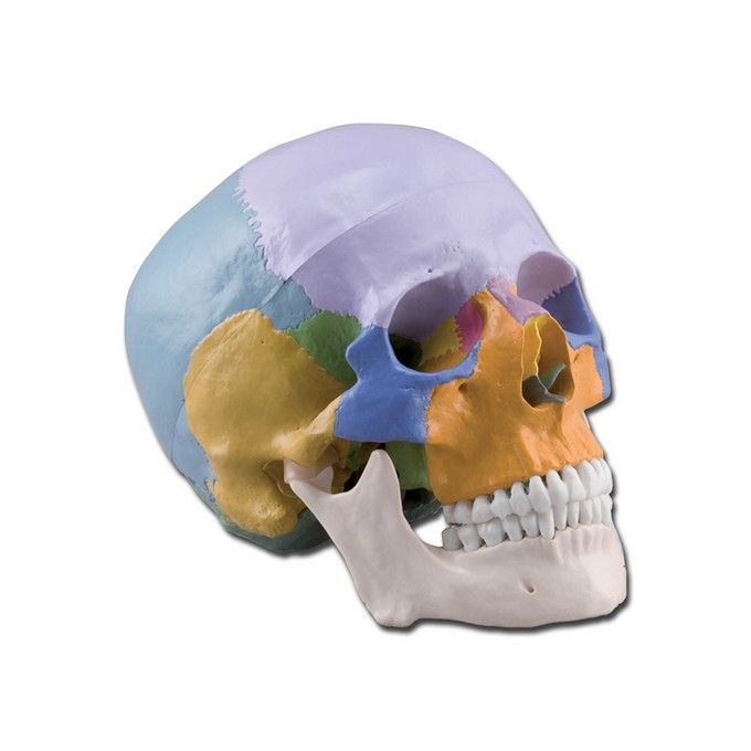 Modello Cranio Colorato 3