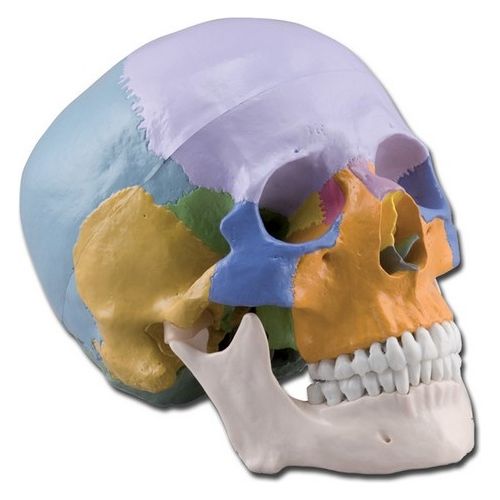 Modello Cranio Colorato - 3 Parti - 1X 1 pz.