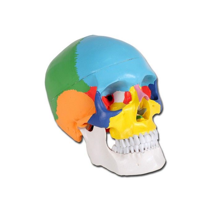 Modello Cranio Colorato Linea