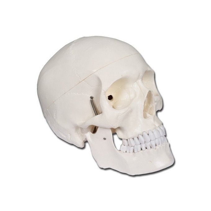 Modello Cranio Linea Value
