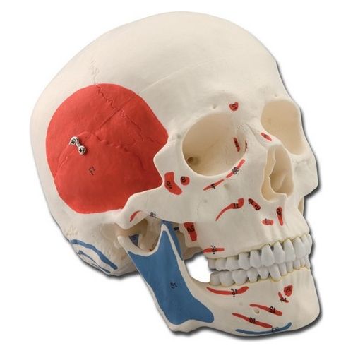 Modello Cranio Muscolare - 3 Parti - 1X 1 pz.