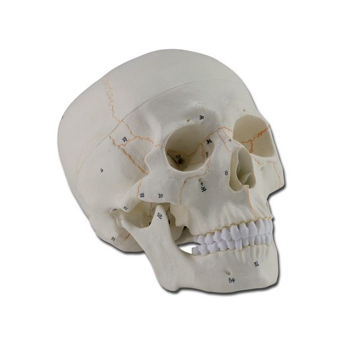 Modello Cranio Numerato 3