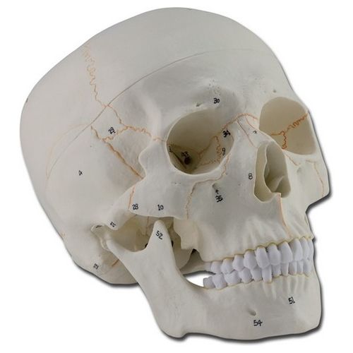 Modello Cranio Numerato - 3 Parti - 1X 1 pz.