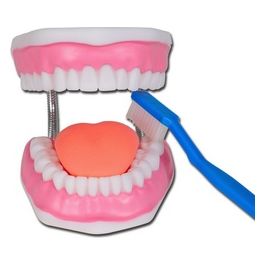 "Modello Igiene Dentale Linea ""Value"" 1 pz."