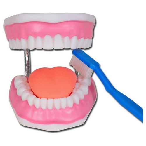 "Modello Igiene Dentale Linea ""Value"" 1 pz."