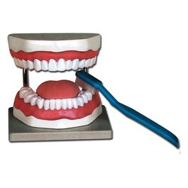 Modello Igiene Dentale 1 pz.