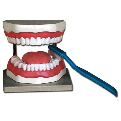 Modello Igiene Dentale 1 pz.