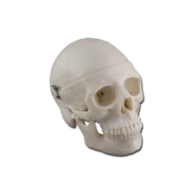 Modello Mini Cranio 0,5X