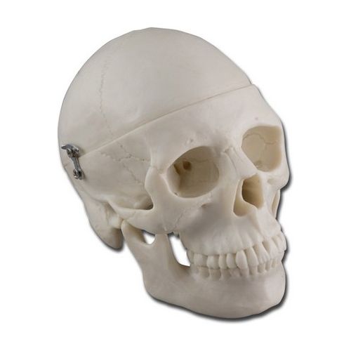 Modello Mini Cranio - 0,5X 1 pz.
