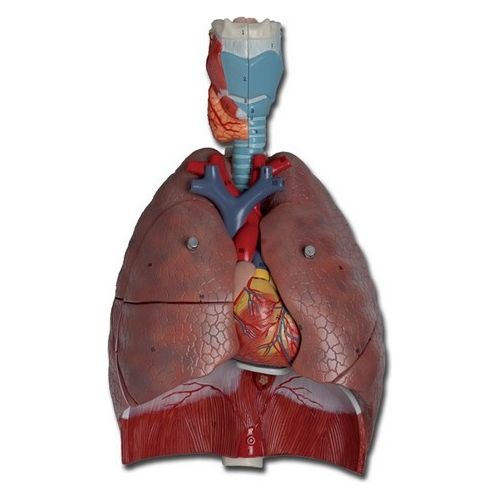 Modello Sistema Respiratorio - 7 Parti 1 pz.