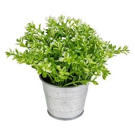 Pianta Grassa Fresh in Vaso di Latta 15X13 cm