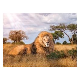 Puzzle 1000 Pz - High Quality Collection - The King