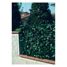 Garden Friendrecinzione Pvc Con Foglie Lauro H. 150 L. 300