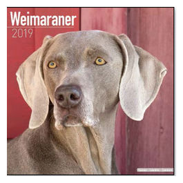 Calendari con cani da caccia 30,5 x 30,5 cm 