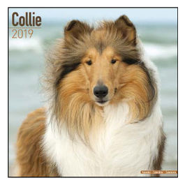 Calendari con cani da compagnia taglia mediagrande 30,5 x 30,5 cm 