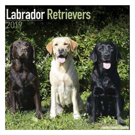 Calendari con cani da compagnia taglia mediagrande 30,5 x 30,5 cm 