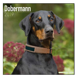 Calendari con cani da guardia e da difesa 30,5 x 30,5 cm 