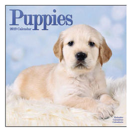 Calendari con cani di piccola taglia e cuccioli 30,5 x 30,5 cm 