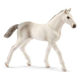 2513860 - Puledro Holstein