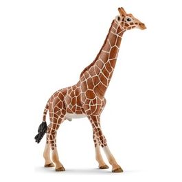 2514749 - Giraffa Maschio