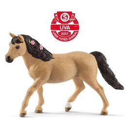 Connemara Pony Mare