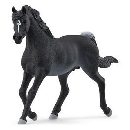 Horse Club Stallone Arabo