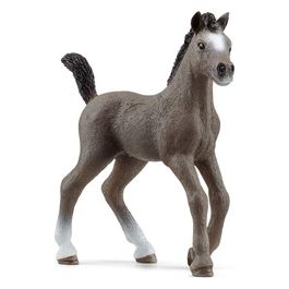 Puledro Cheval de Selle Francais