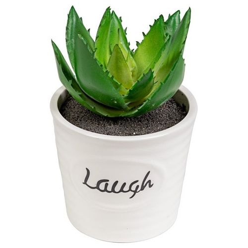 Succulenta Laugh con Vaso in Ceramica 12X8 cm