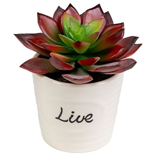 Succulenta Live con Vaso in Ceramica 12X11 cm