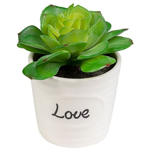 Succulenta Love con Vaso in Ceramica 12X10 cm