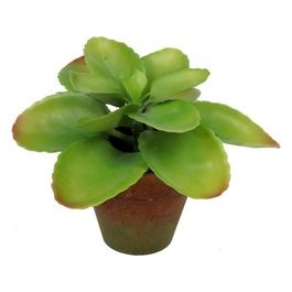 Succulenta in Vaso 19X22 cm
