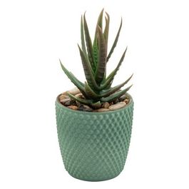 Succulenta in Vaso di Ceramica 7,5X16 cm Verde