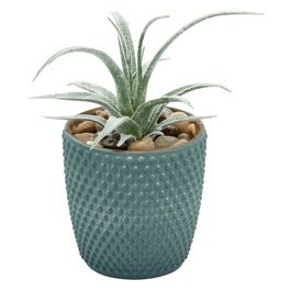 Succulenta in Vaso di Ceramica 7,5X15 cm Verde