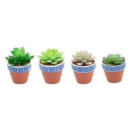 Succulenta con Vaso in Terracotta Decorato 4 Pezzi Colori Assortiti
